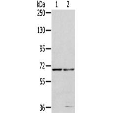 兔抗MMP24多克隆抗體