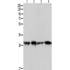 兔抗PRDX6多克隆抗體