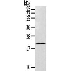 兔抗TEX37多克隆抗體
