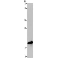 兔抗RNASE3多克隆抗體