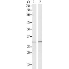 兔抗MED8多克隆抗體