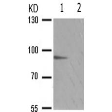 兔抗STAT5AB(Phospho-Ser725730)多克隆抗體