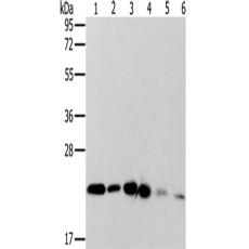 兔抗MRPL11多克隆抗體