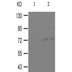 兔抗RAF1(Phospho-Ser621)多克隆抗體