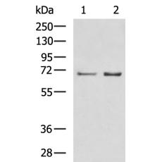 兔抗ORC2多克隆抗體