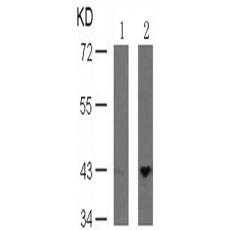 兔抗MAP2K1 (Phospho-Ser221)多克隆抗體