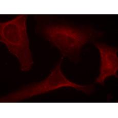 兔抗MAP2K1 (Phospho-Ser221)多克隆抗體