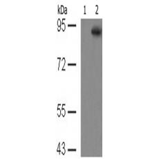 兔抗STAT5A (Phospho-Tyr694)多克隆抗體
