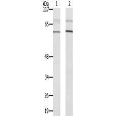 兔抗PLK2多克隆抗體