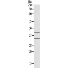 兔抗MED27多克隆抗體