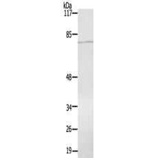 兔抗PRPF39多克隆抗體