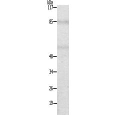 兔抗MYBL1多克隆抗體