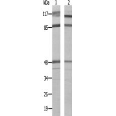 兔抗MRPS27多克隆抗體