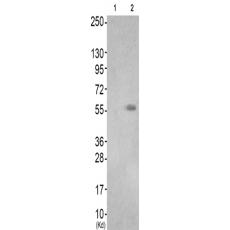 兔抗TPH2(Ab-19) 多克隆抗體
