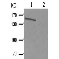 兔抗MET(Phospho-Tyr1003)多克隆抗體