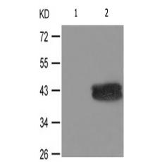兔抗MAPK1MAPK3(Phospho-(Thr185Tyr187)(Thr202Tyr204))多克隆抗體