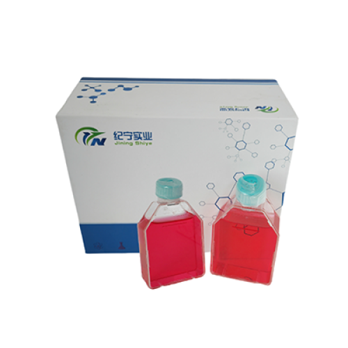 rRTEC大鼠腎小管上皮細(xì)胞