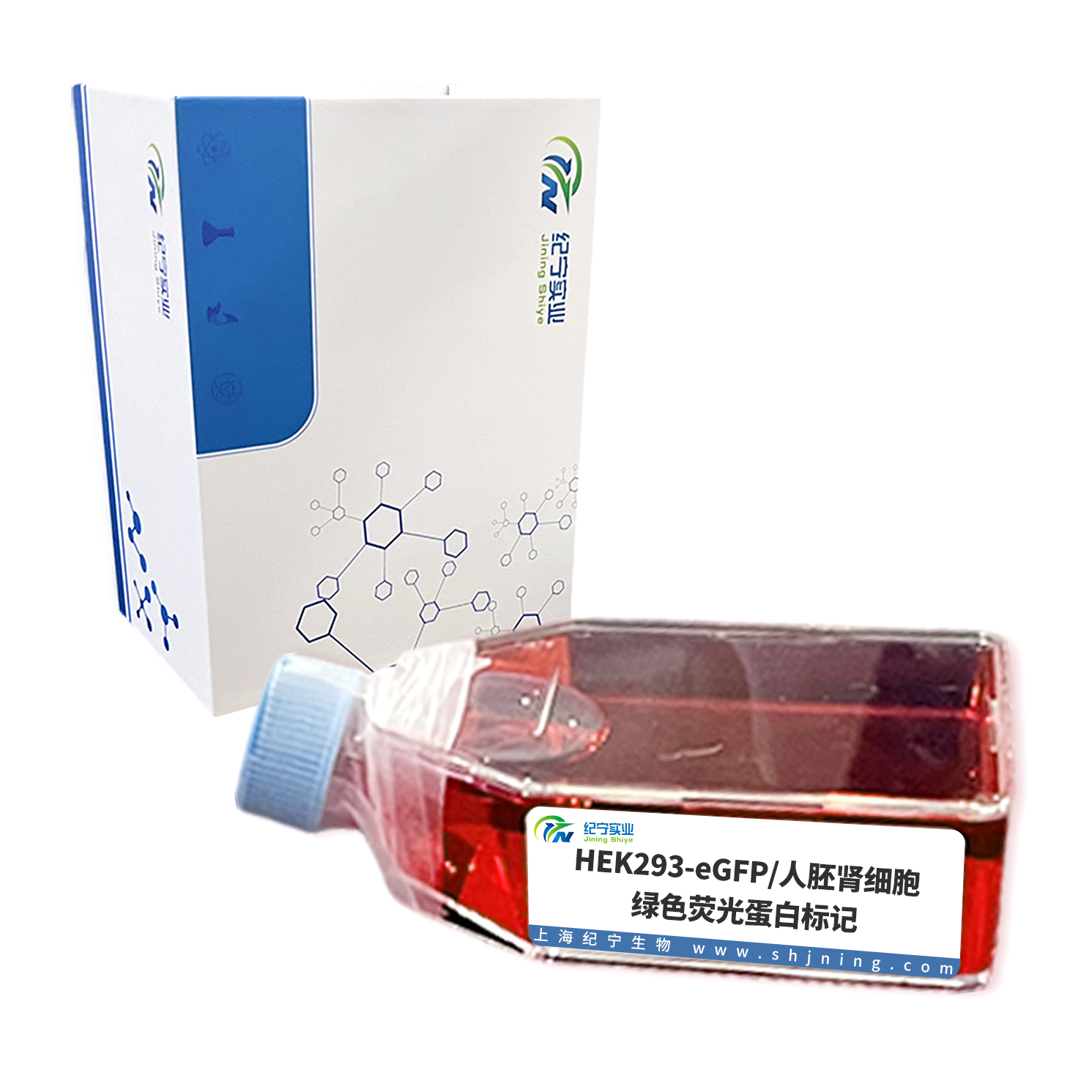 HEK293-eGFP/人胚腎細(xì)胞-綠色熒光蛋白標(biāo)記