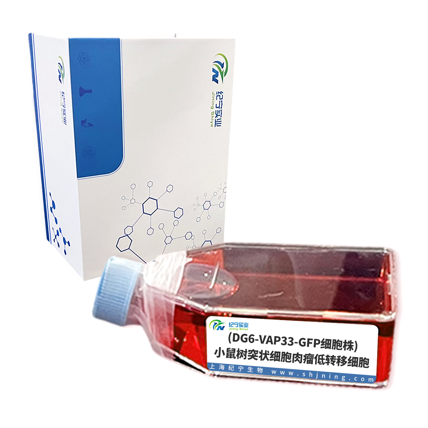 (DG6-VAP33-GFP細胞株)小鼠樹突狀細胞肉瘤低轉(zhuǎn)移細胞