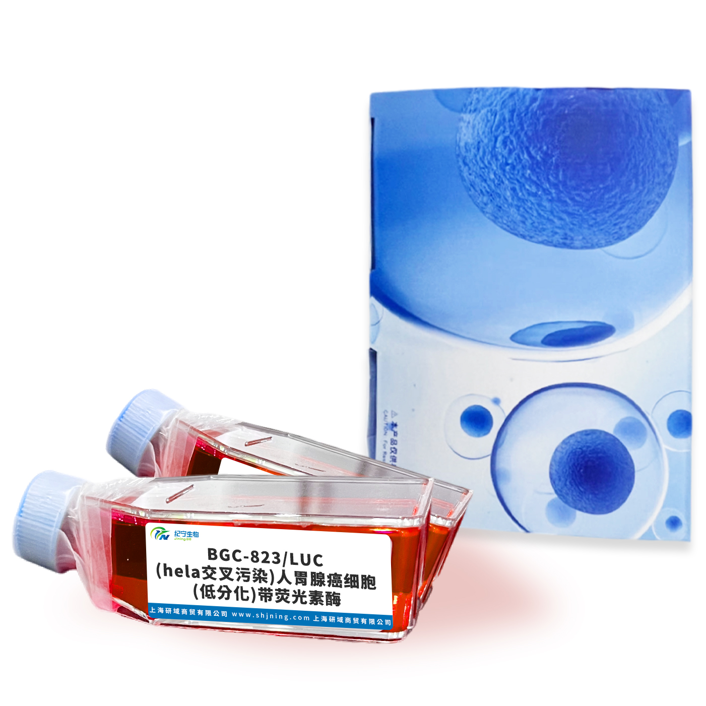 BGC-823/LUC(hela交叉污染)人胃腺癌細(xì)胞(低分化)帶熒光素酶