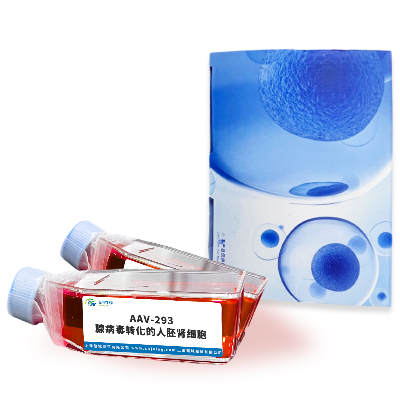  AAV-293 ?腺病毒轉(zhuǎn)化的人胚腎細(xì)胞 