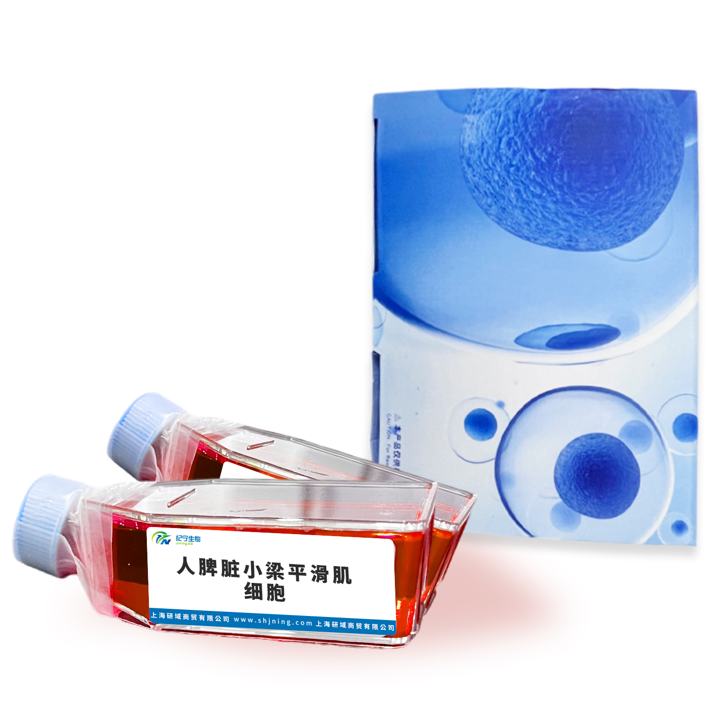 人脾臟小梁平滑肌細(xì)胞