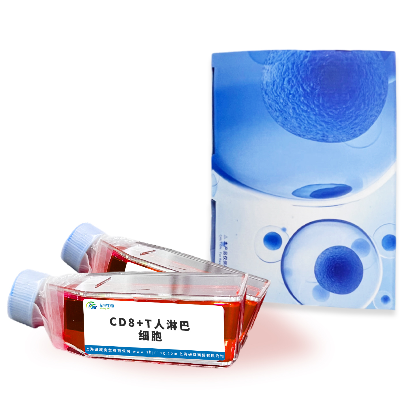 CD8+T人淋巴細(xì)胞
