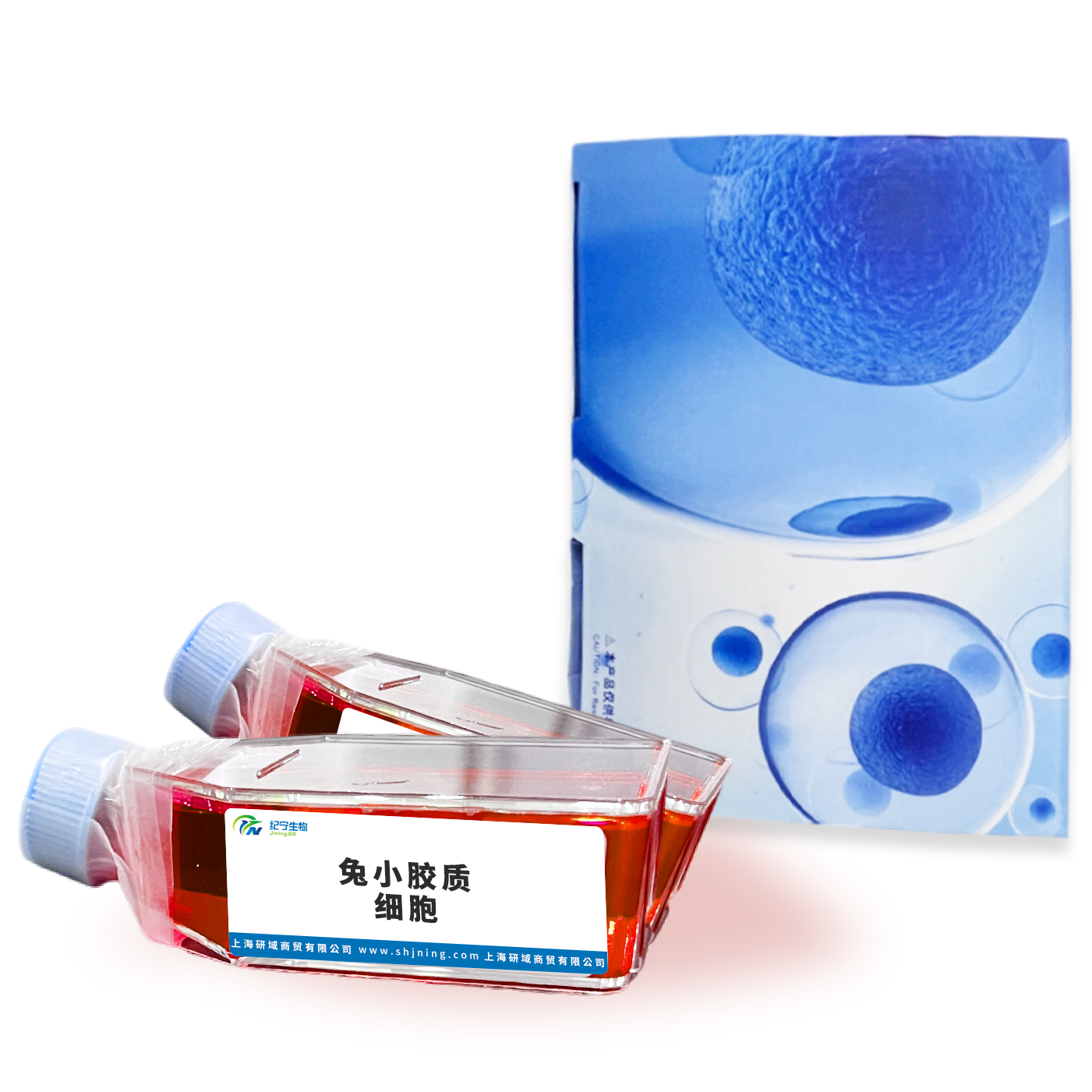 兔小膠質(zhì)細(xì)胞